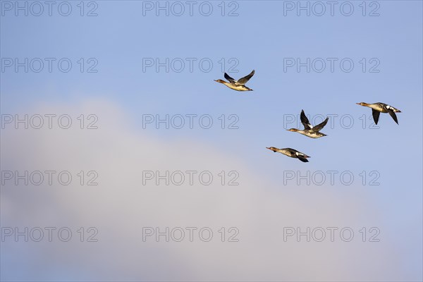 Red-breasted Merganser (Mergus serrator), small flock in flight, Laanemaa, Estonia, Europe