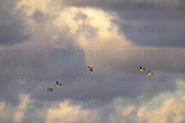 Red-breasted Merganser (Mergus serrator), small flock in flight at sunset, Laanemaa, Estonia, Europe