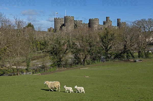 Sheep, lambs, castle, Conwy, Wales, Great Britain