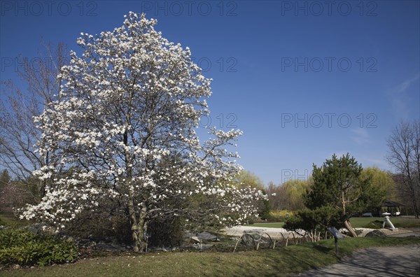 Magnolia loebneri tree with white flower blossoms in full bloom in Japanese garden in spring, Montreal Botanical Garden, Quebec, Canada, North America