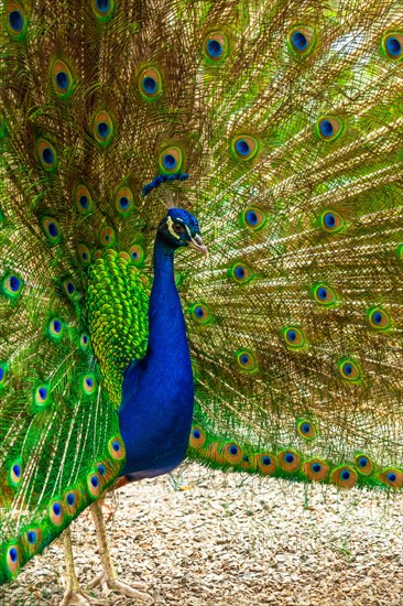 Detail of a male Indian peacock open because he is in heat looking for females