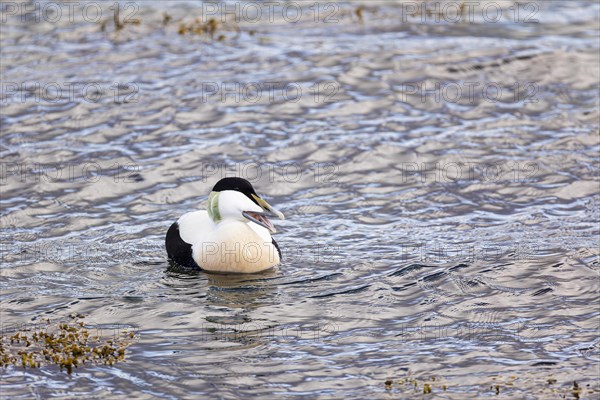 Common eider (Somateria mollissima), adult drake, Vadso, Varanger, Finnmark, Norway, Europe