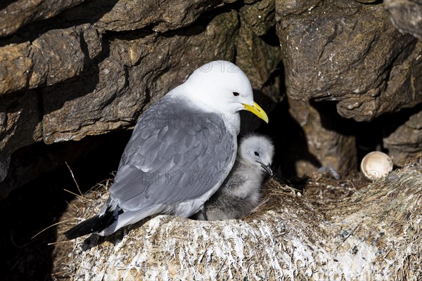 Black-legged kittiwake (Rissa tridactyla) with chick and empty egg shell sitting on nest, Varanger, Finnmark, Norway, Europe