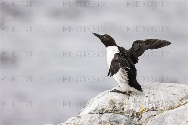 Common guillemot (Uria aalge) with closed nictitating membrane flapping its wings, Hornoya Island, Vardo, Varanger, Finnmark, Norway, Europe