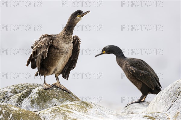 Common shag (Phalacrocorax aristotelis), two juvenile birds, Hornoya Island, Vardo, Varanger, Finnmark, Norway, Europe