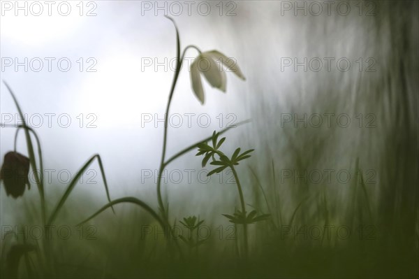 Charming chequerboard flower, spring, Germany, Europe