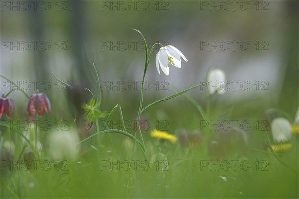 Enchanting chequerboard flowers, April, Germany, Europe