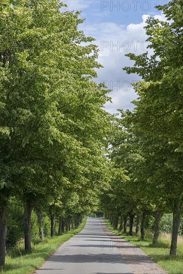 Flowering avenue of lime trees (Tilia platyphyllos), Rehna, Mecklenburg-Vorpommern, Germany, Europe