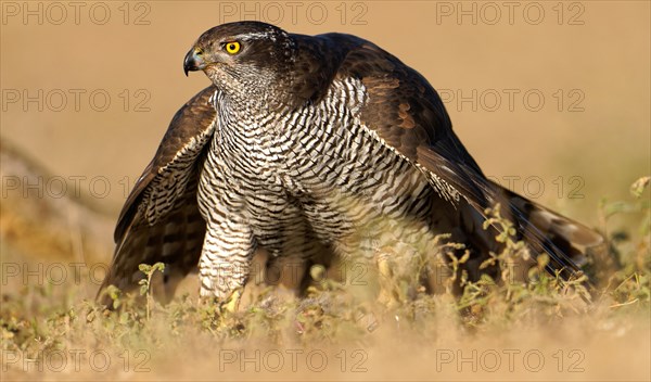 Male northern goshawk (Accipiter gentilis), portrait, Agramunt, Catalonia, Spain, Europe