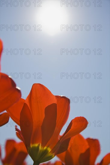Close-up of bright red and yellow backlighted Tulipa, Tulips and white sunburst in blue sky in spring, Montreal, Quebec, Canada, North America