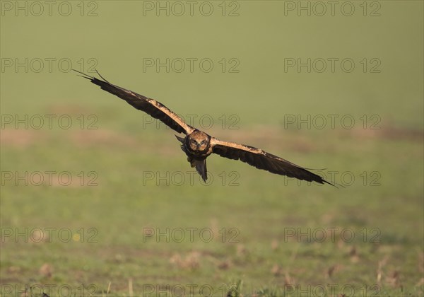 Western marsh-harrier (Circus aeruginosus), Extremadura, Castilla La Mancha, Spain, Europe