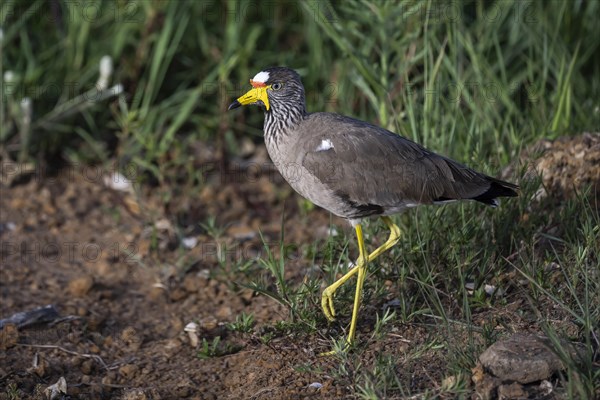 African wattled lapwing (Vanellus senegallus), Mziki Private Game Reserve, North West Province, South Africa, Africa