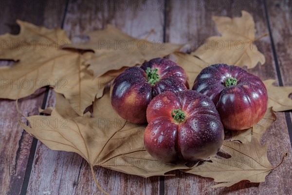 Group of tasty fresh tomatoes of the blue variety with drops of water on dry leaves next to ears of wheat with a bottle of olive oil in the background