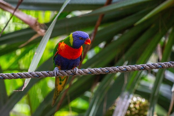 Portrait of a loris, parrot. Beautiful shot of the animals in the forest on Guadeloupe, Caribbean, French Antilles