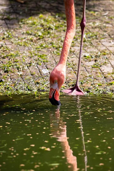 Portrait of a flamingo. Beautiful shot of the animals in the forest on Guadeloupe, Caribbean, French Antilles