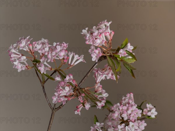 Pink scented snowball (Viburnum farreri) in macro