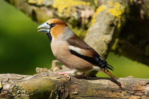 Hawfinch male with open beak sitting on tree trunk looking left