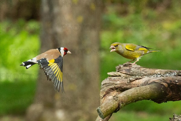 Goldfinch with open wings flying right looking to greenfinch with open beak standing on branch left looking