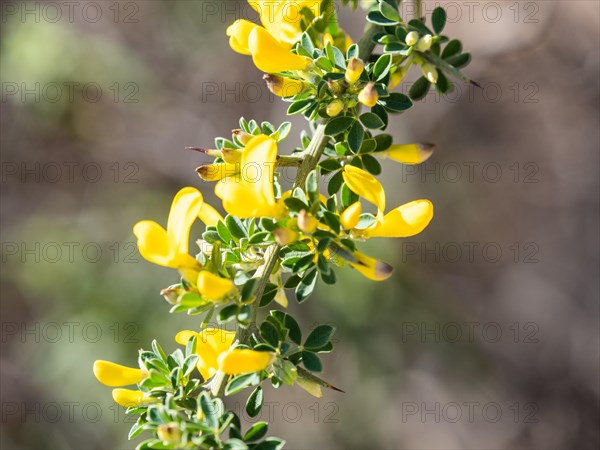 Common gorse (Ulex europaeus), Costa Smeralda, Sardinia, Italy, Europe