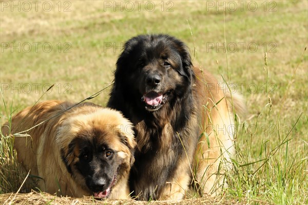 Leonberger dogs, A black and a brown dog lie in the grass and one looks playfully, Leonberger dog, Schwaebisch Gmuend, Baden-Wuerttemberg, Germany, Europe