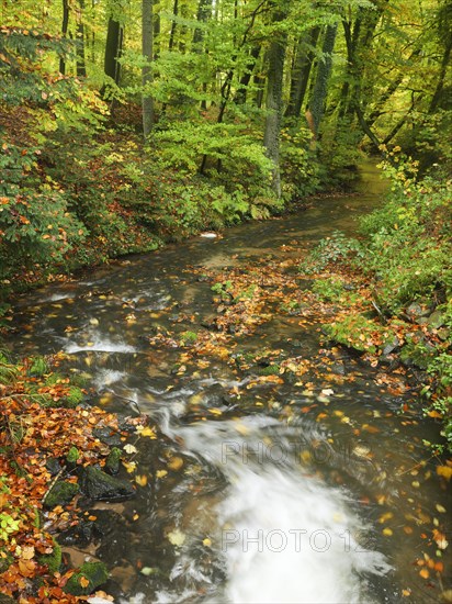 Stream of the Oelbach in autumn, Schloss Holte, North Rhine-Westphalia, Germany, Europe