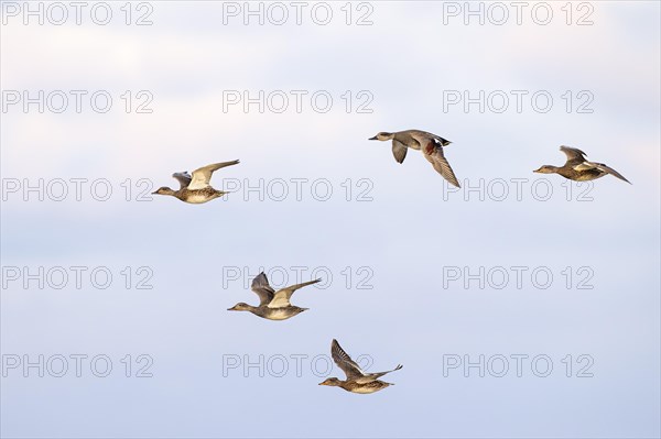 Gadwall (Anas strepera), small flock in flight, Laanemaa, Estonia, Europe