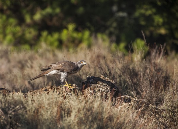 Northern goshawk (Accipiter gentilis), Extremadura, Castilla La Mancha, Spain, Europe