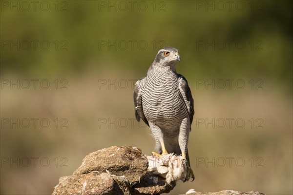 Northern goshawk (Accipiter gentilis), Extremadura, Castilla La Mancha, Spain, Europe