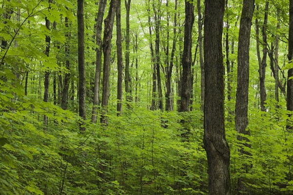 Dense forest of Acer, Maple trees with green leaves in summer, Ile d'Orleans, Quebec, Canada, North America