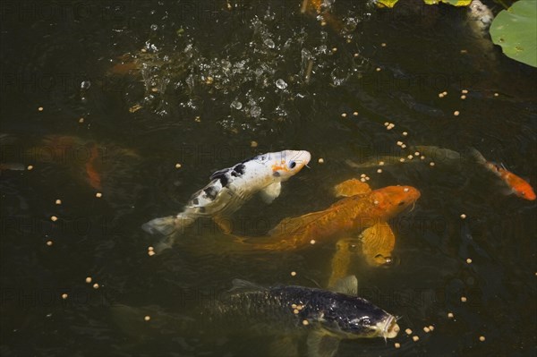 Top view and close-up of orange, white and black Cyprinus carpio, Japanese koi fish feeding on dry food pellets floating on pond surface in summer, Quebec, Canada, North America