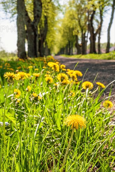Dandelion (Taraxacum officinale) in bloom on the roadside by a tree lined gravel road with lush green trees