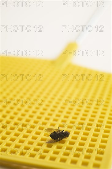 Close-up of dead swatted Musca domestica, Common House Fly on yellow plastic fly swatter on white background, Studio Composition, Quebec, Canada, North America