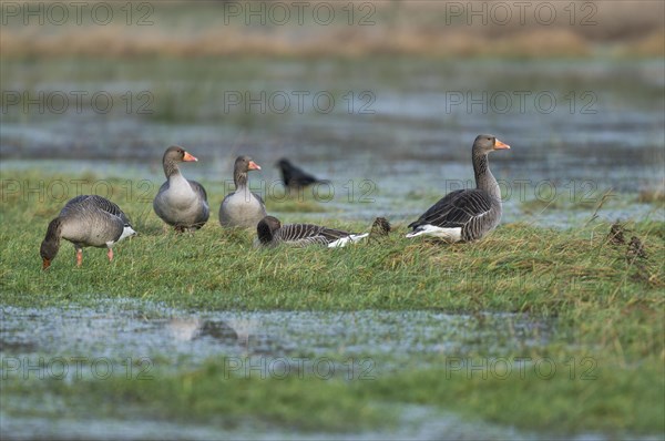 Greylag geese (Anser anser), greylag geese looking for food on a flooded meadow, Barnbruchswiesen and Ilkerbruch nature reserve, Lower Saxony, Germany, Europe