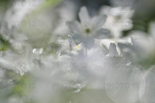 Enchanting wood anemones, spring, Germany, Europe