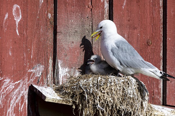 Kittiwake (Rissa tridactyla) with chicks panting on nest on house facade, Vardo, Varanger, Finnmark, Norway, Europe