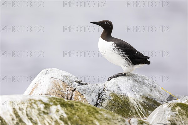 Common guillemot (Uria aalge) defecating, Hornoya Island, Vardo, Varanger, Finnmark, Norway, Europe