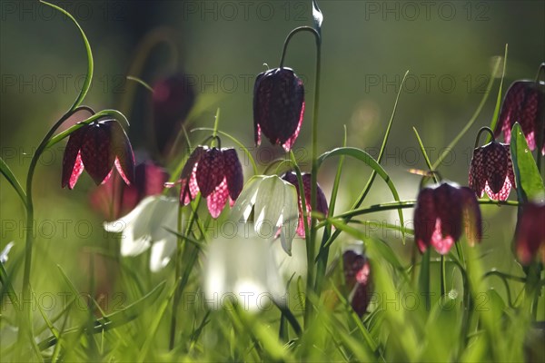 Enchanting chequerboard flowers, April, Germany, Europe