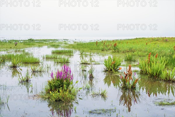 Wetland with flowering Purple loosestrife (Lythrum salicaria) in the water