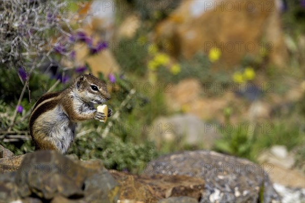 Barbary ground squirrel (Atlantoxerus getulus) or North African bristle squirrel, Fuerteventura, Canary Islands, Spain, Europe