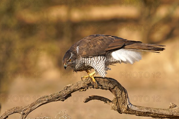 Male northern goshawk (Accipiter gentilis), portrait, Agramunt, Catalonia, Spain, Europe