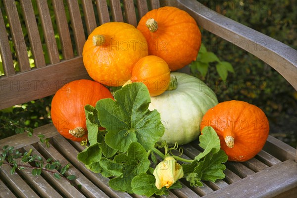 Pumpkins (Cucurbita), Hokkaido pumpkins on wooden bench, round orange-red pumpkins, pumpkin blossom, leaves, fruit vegetables, fruits, leaves, healthy, still life, autumn cuisine, pumpkin dishes, Germany, Europe