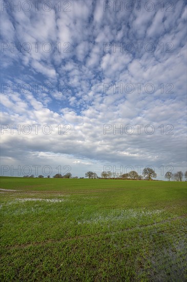 Flooded field with germinating winter wheat (Triticum aestivum), Mecklenburg-Western Pomerania, Germany, Europe