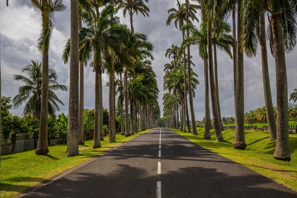 The famous palm avenue l'Allee Dumanoir. Landscape shot from the centre of the street into the avenue. Taken on a changeable day on Grand Terre, Guadeloupe, Caribbean, North America