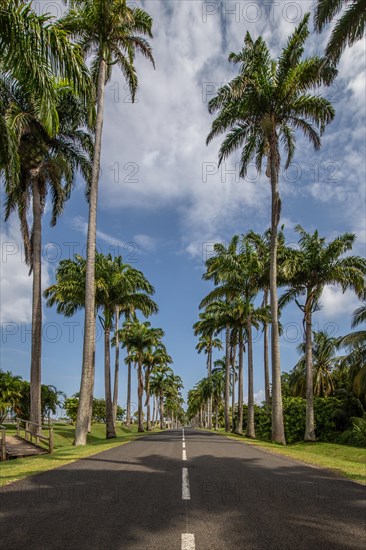 The famous palm avenue l'Allee Dumanoir. Landscape shot from the centre of the street into the avenue. Taken on a changeable day on Grand Terre, Guadeloupe, Caribbean, North America