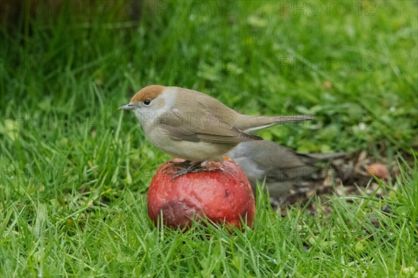 Blackcap female sitting on red apple in green grass looking left