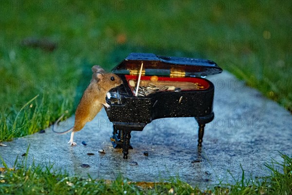 Wood mouse leaning against piano on stone slab in green grass standing playing looking right