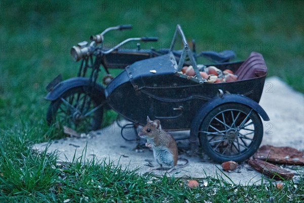 Wood mouse standing in front of motorbike on stone slab in green grass looking left