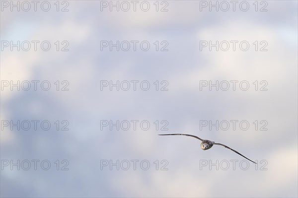 Lesser black-backed gull (Larus fuscus), juvenile bird in flight, Laanemaa, Estonia, Europe