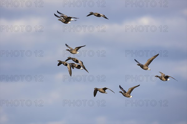 Brant goose (Branta bernicla), small flock in flight, Laanemaa, Estonia, Europe