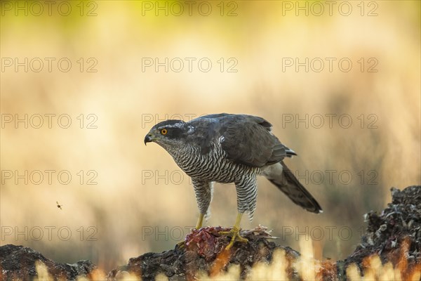 Northern goshawk (Accipiter gentilis) male, Extremadura, Castilla La Mancha, Spain, Europe